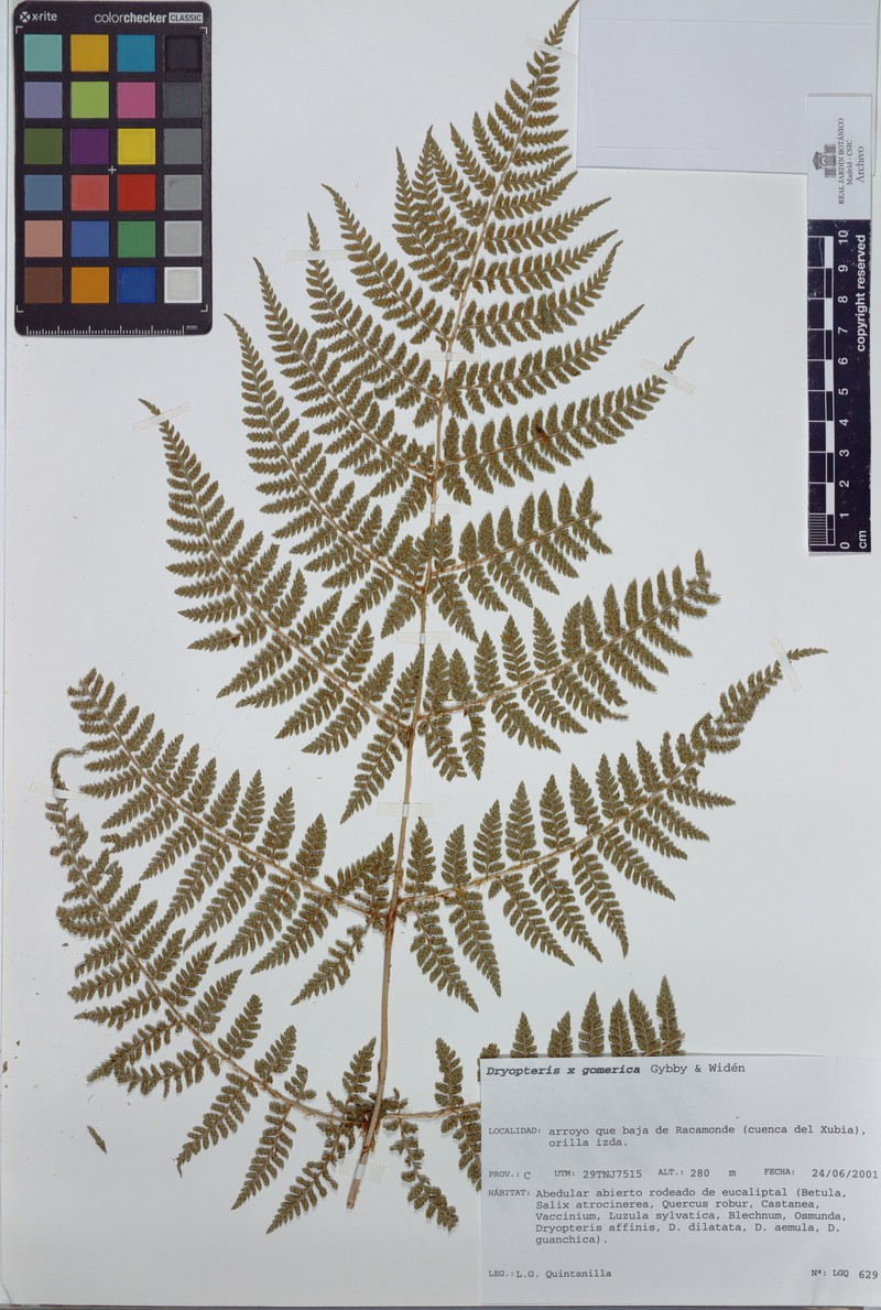 Dryopteris × gomerica