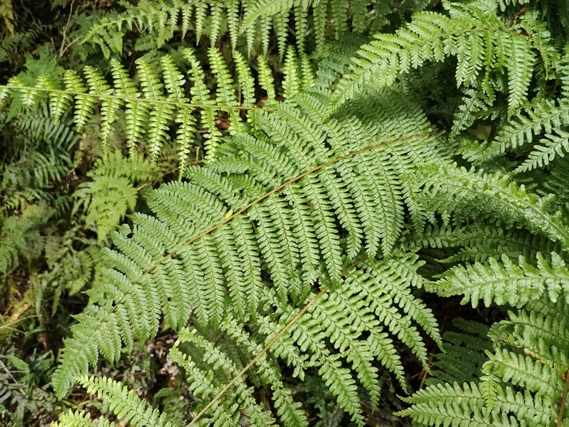 Dryopteris × holttumii