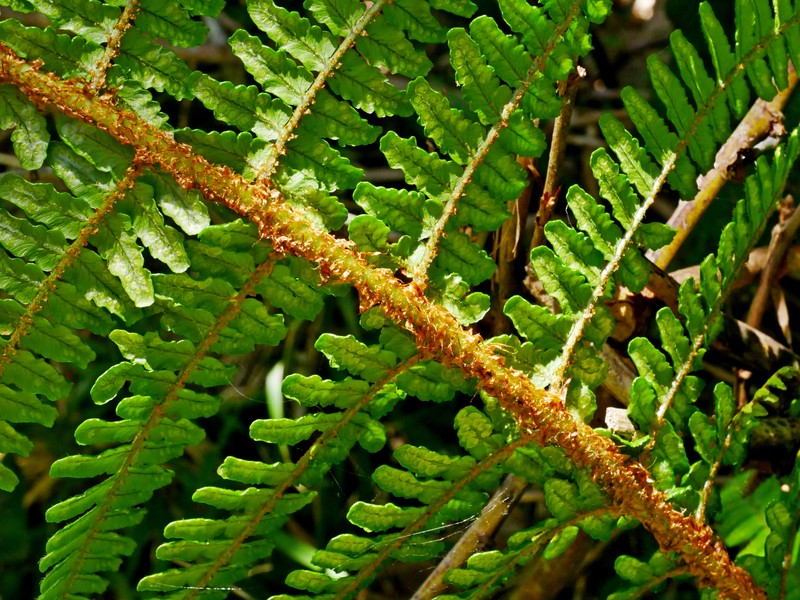 Dryopteris × holttumii photo 2