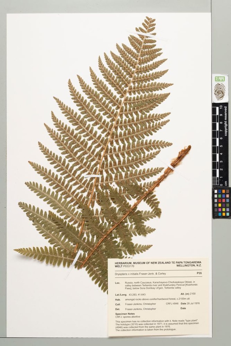 Dryopteris × initialis
