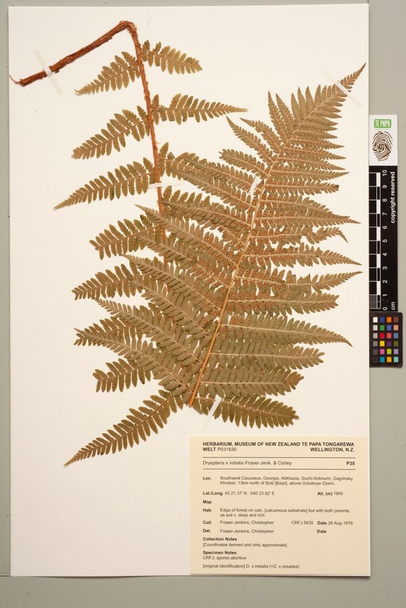 Dryopteris × initialis photo 2