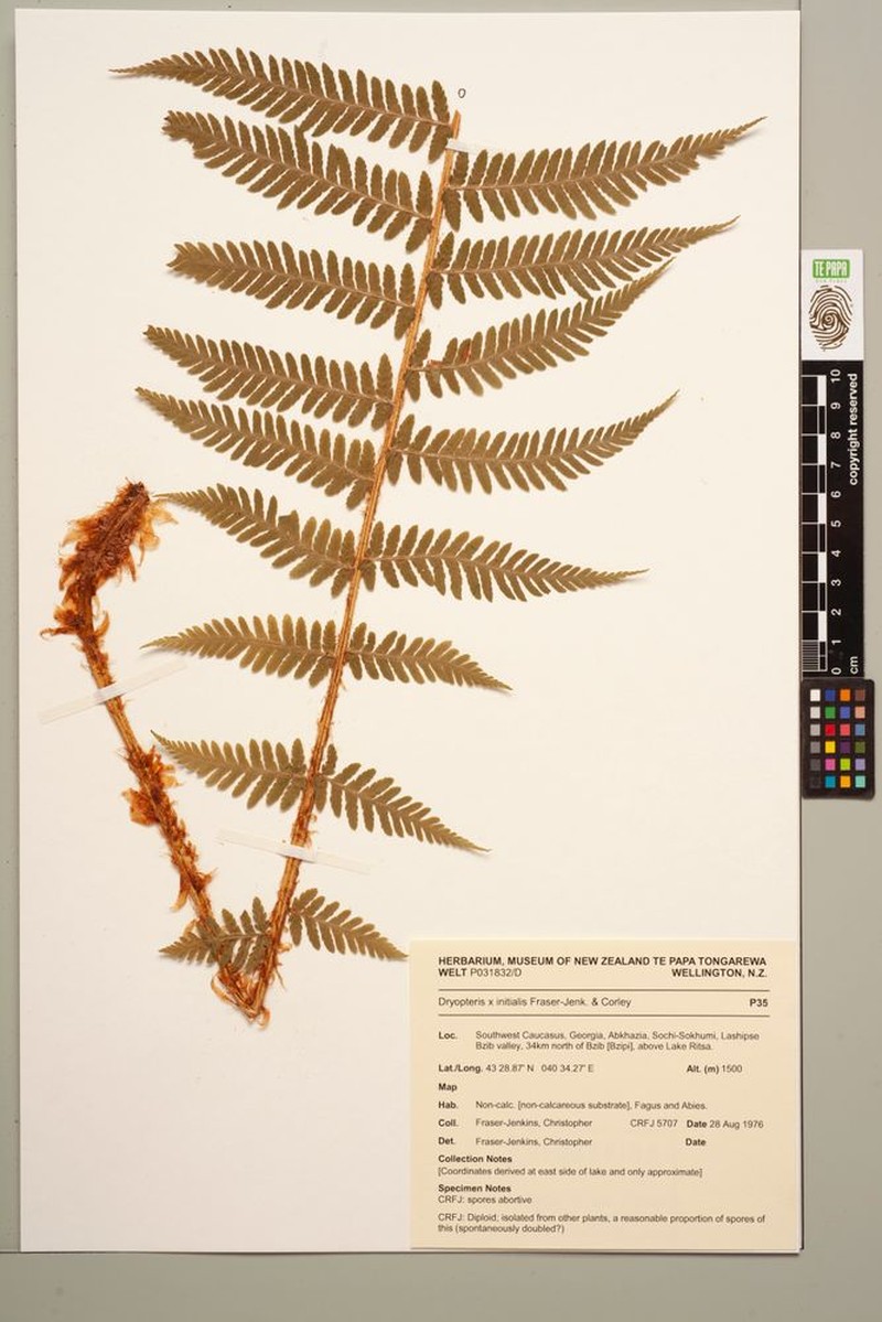 Dryopteris × initialis photo 3