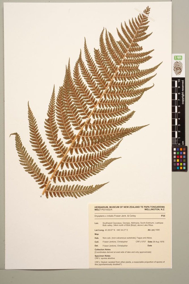 Dryopteris × initialis photo 4