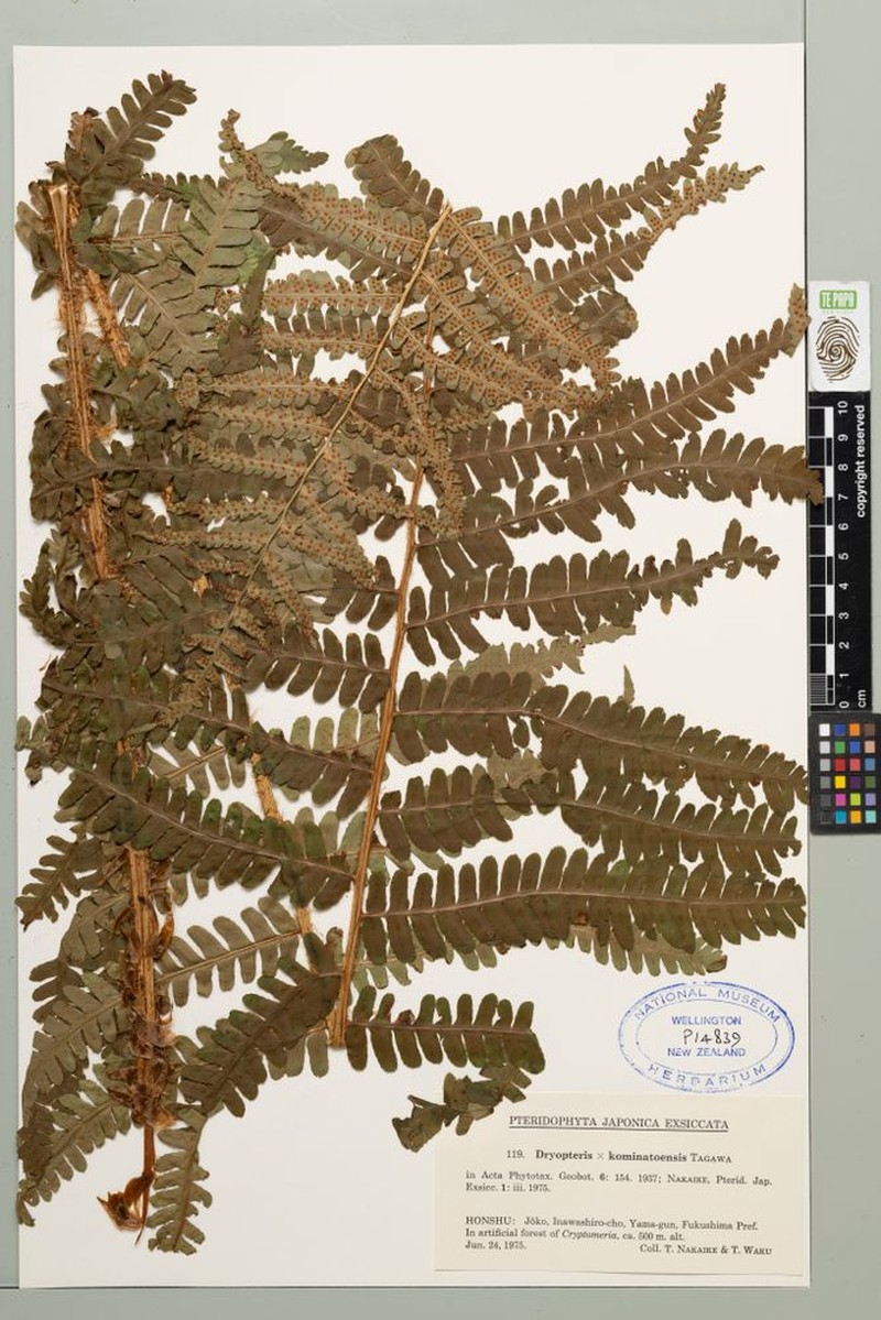 Dryopteris × kominatoensis