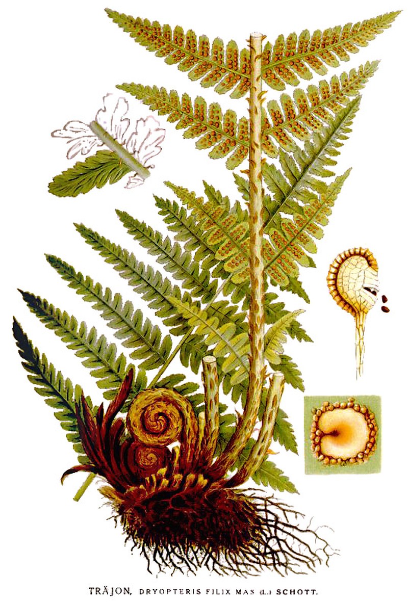 Woodfern