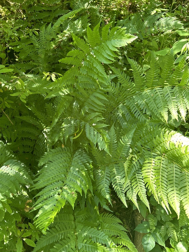 Woodfern