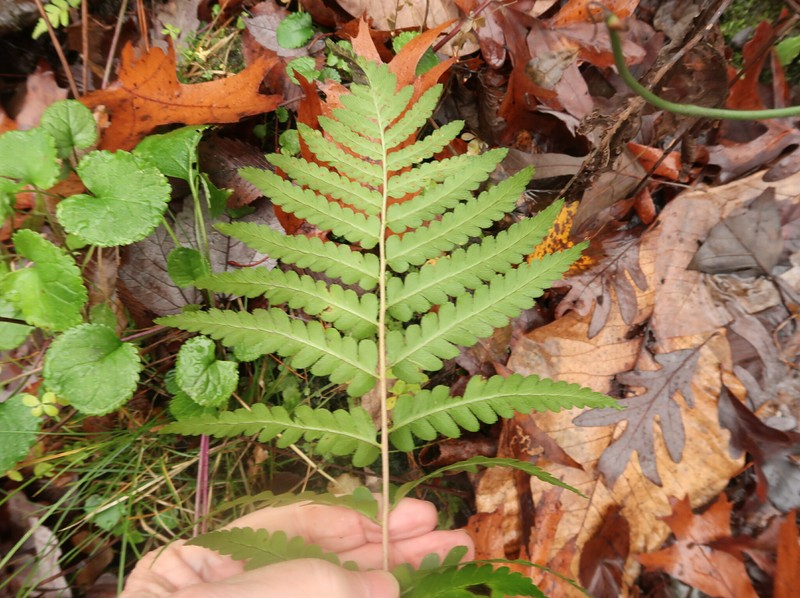 Woodfern photo 2