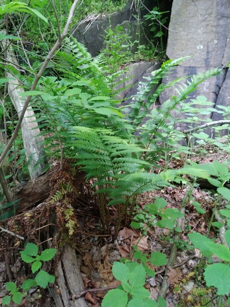 Woodfern photo 3
