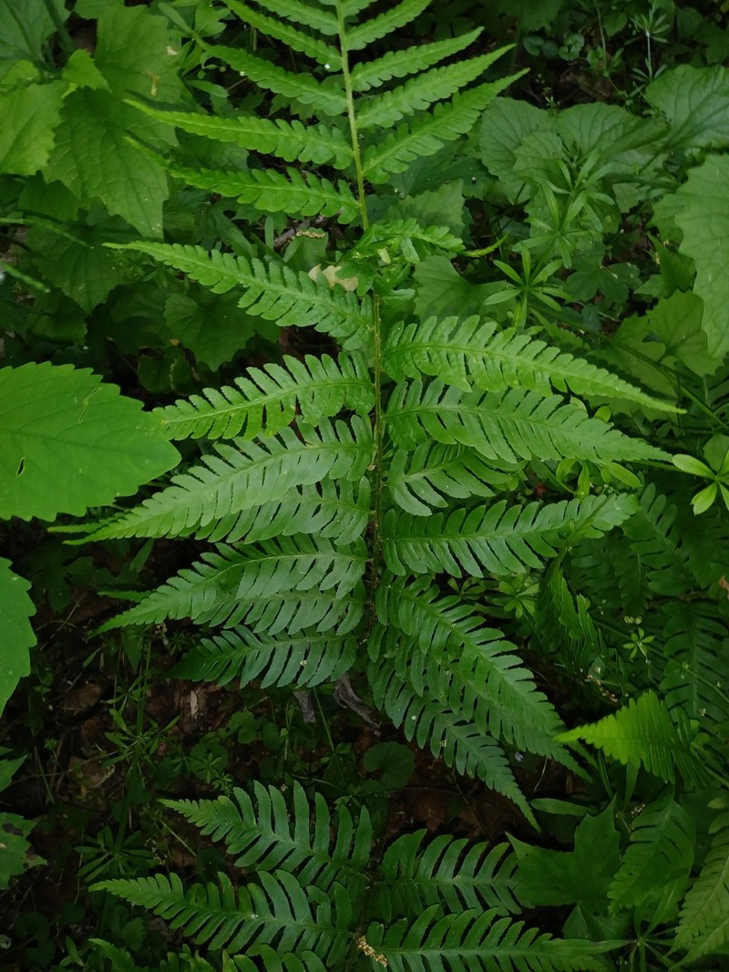 Woodfern photo 4