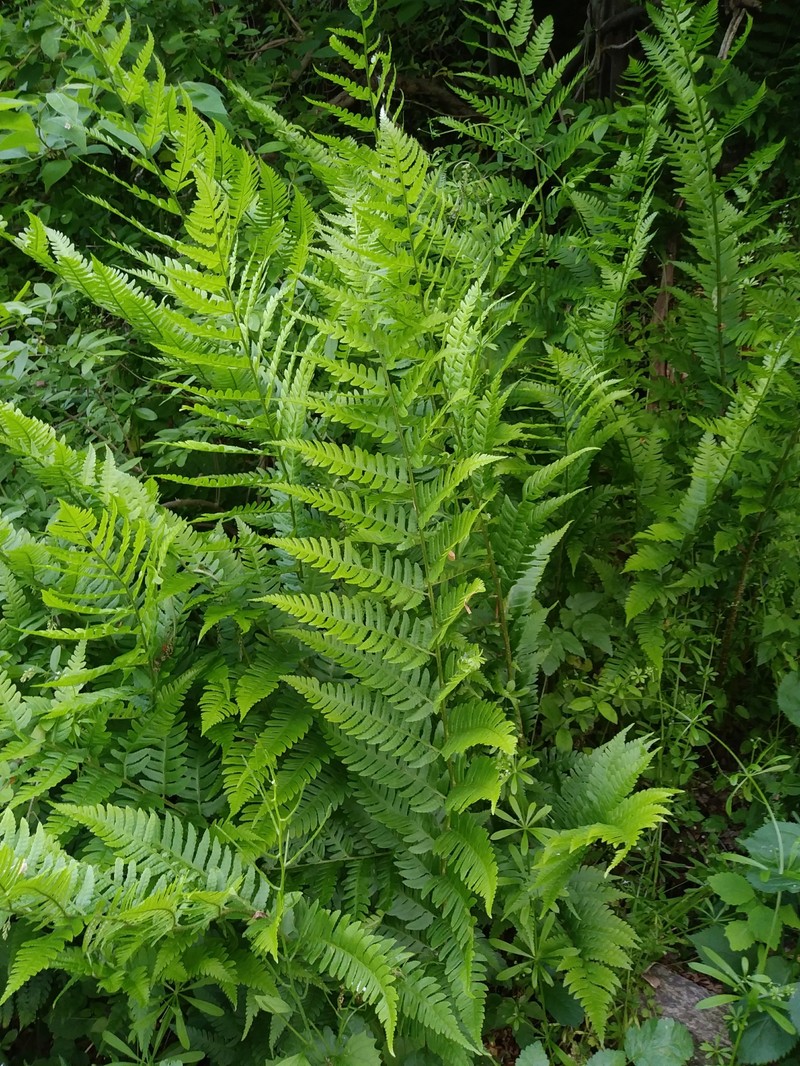 Woodfern photo 5