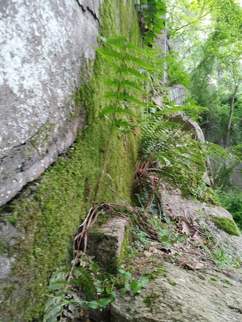 Woodfern photo 6