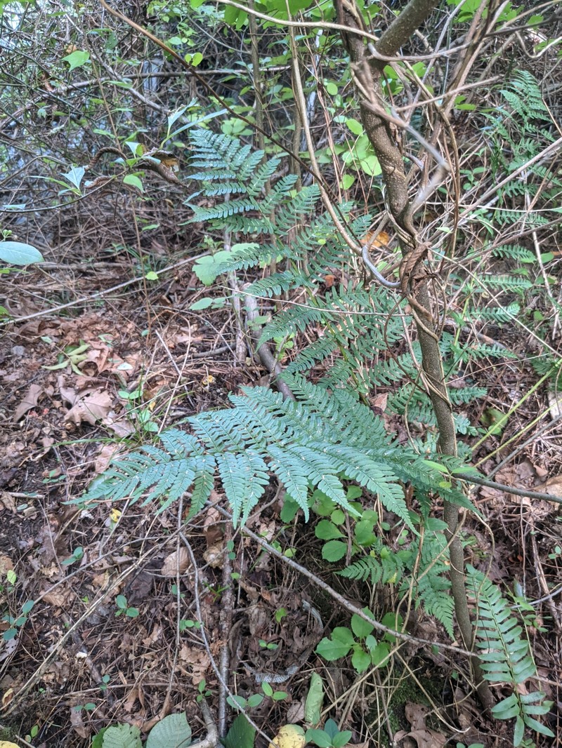 Woodfern photo 7