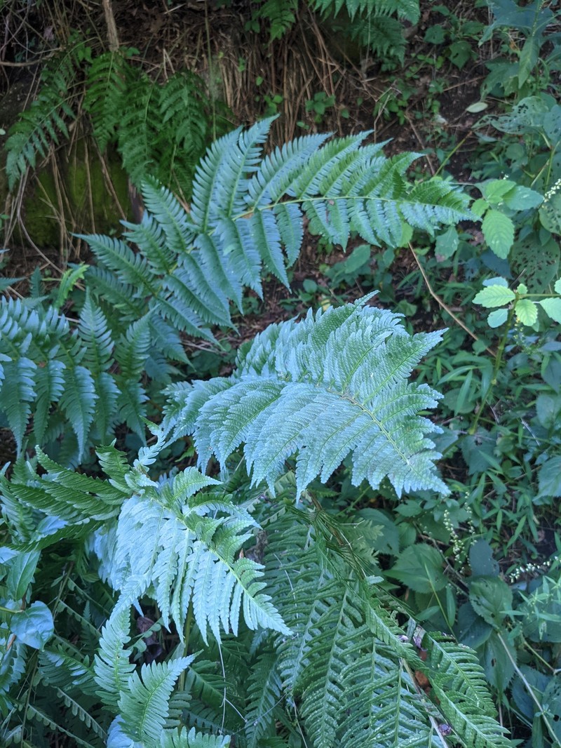 Woodfern photo 8