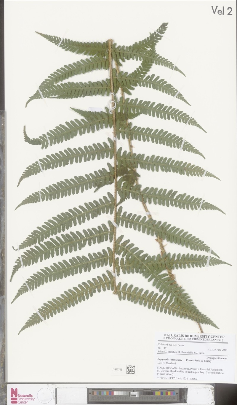 Dryopteris × mantoniae