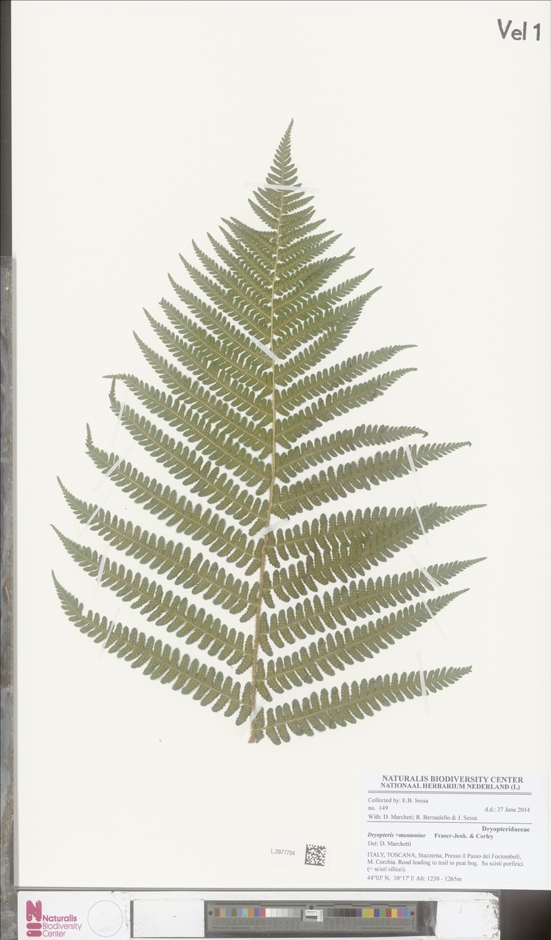 Dryopteris × mantoniae photo 2