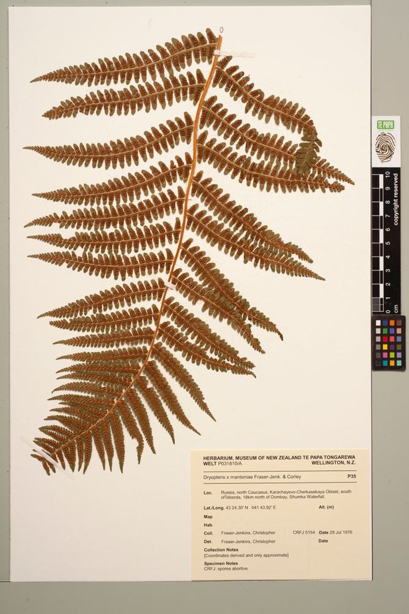 Dryopteris × mantoniae photo 3