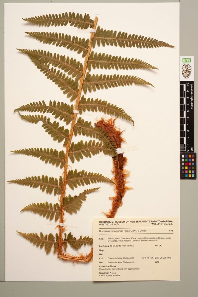Dryopteris × mantoniae photo 4