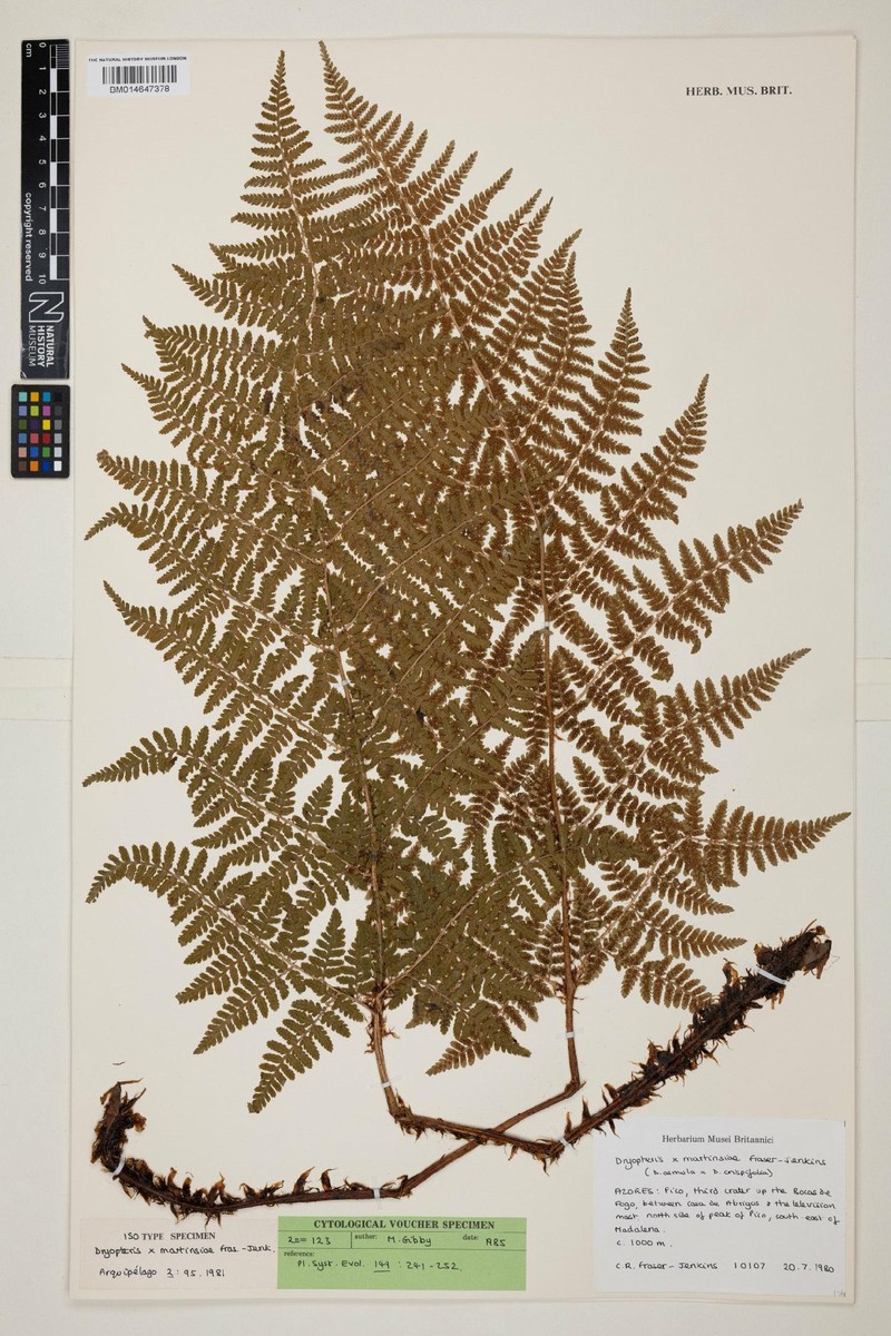 Dryopteris × martinsiae