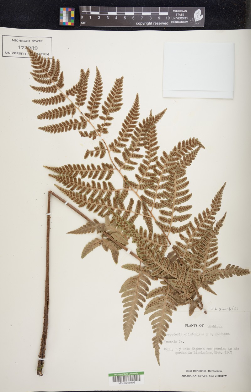 Woodfern photo 4