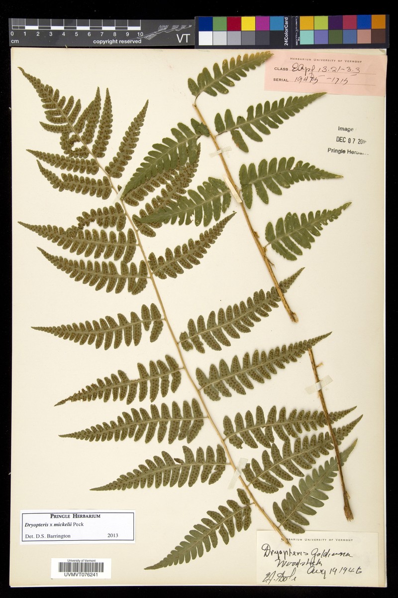 Woodfern photo 5