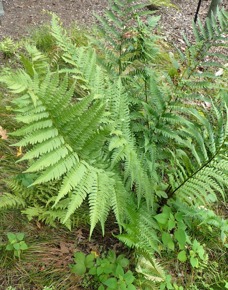 Woodfern