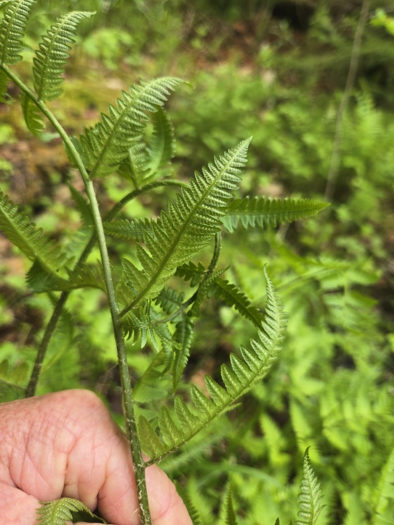 Woodfern