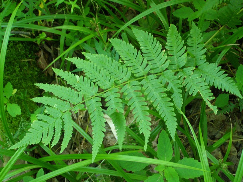 Woodfern photo 2