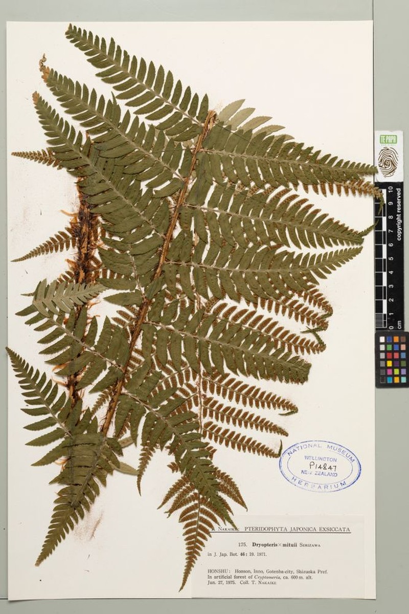 Dryopteris × mituii