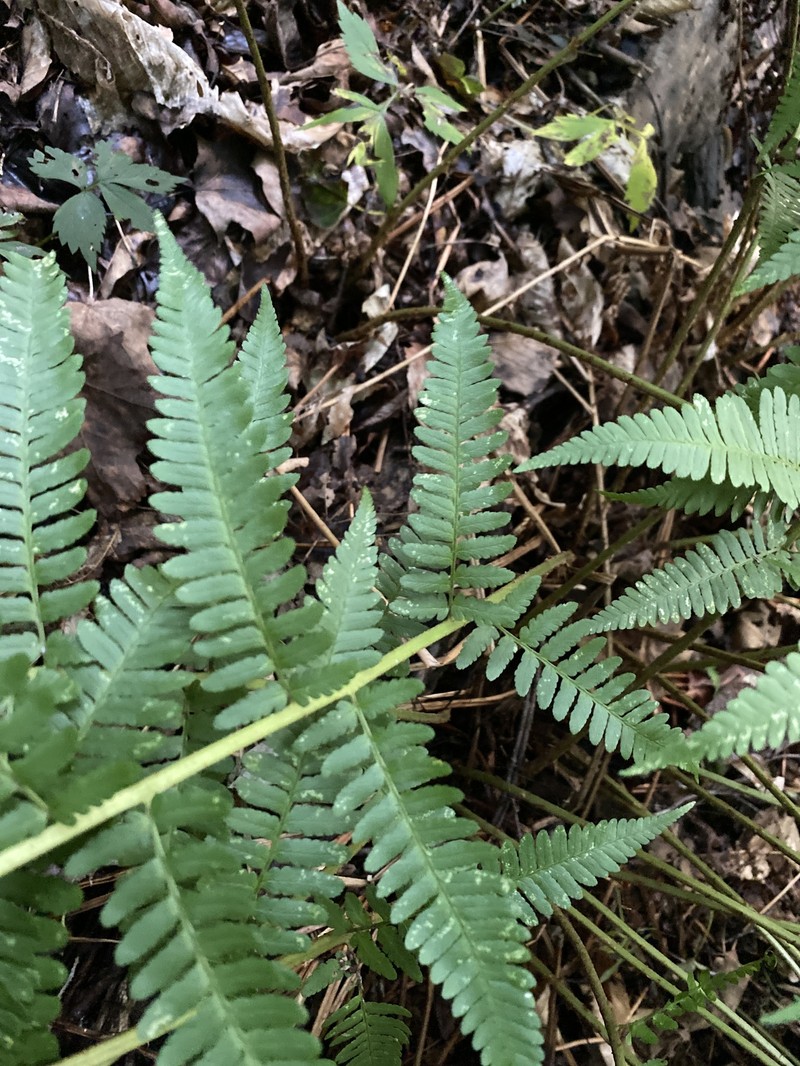 Dryopteris × montgomeryi