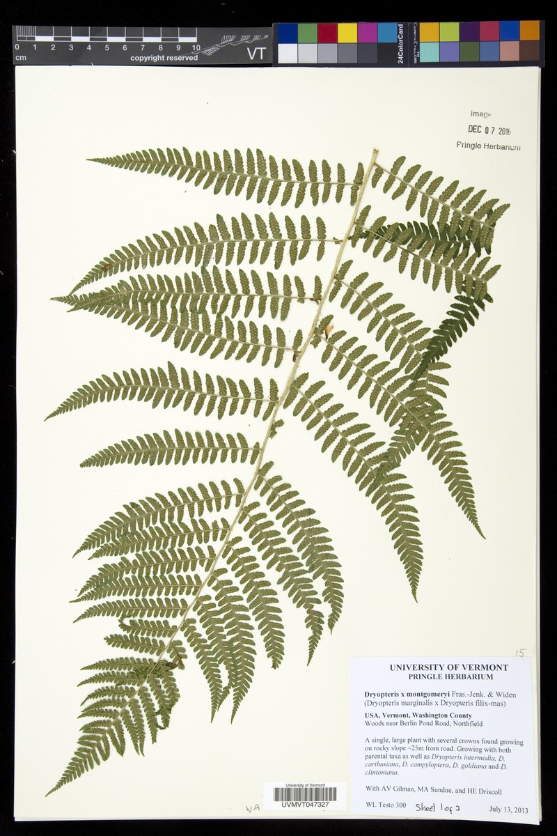 Dryopteris × montgomeryi photo 2