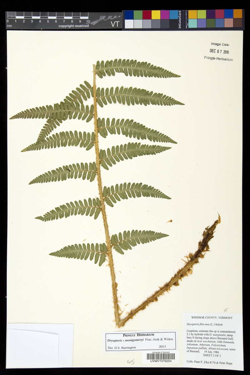 Dryopteris × montgomeryi photo 3