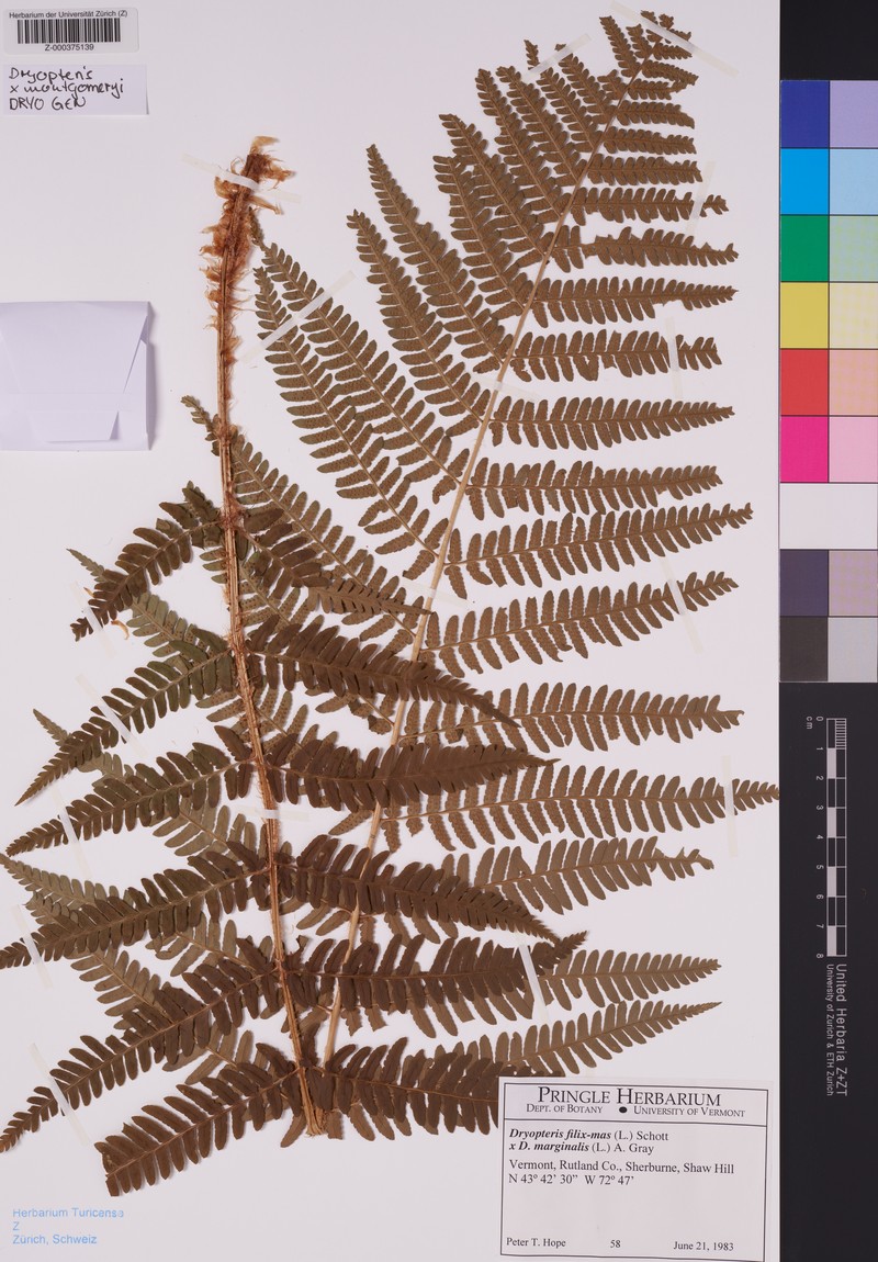 Dryopteris × montgomeryi photo 4