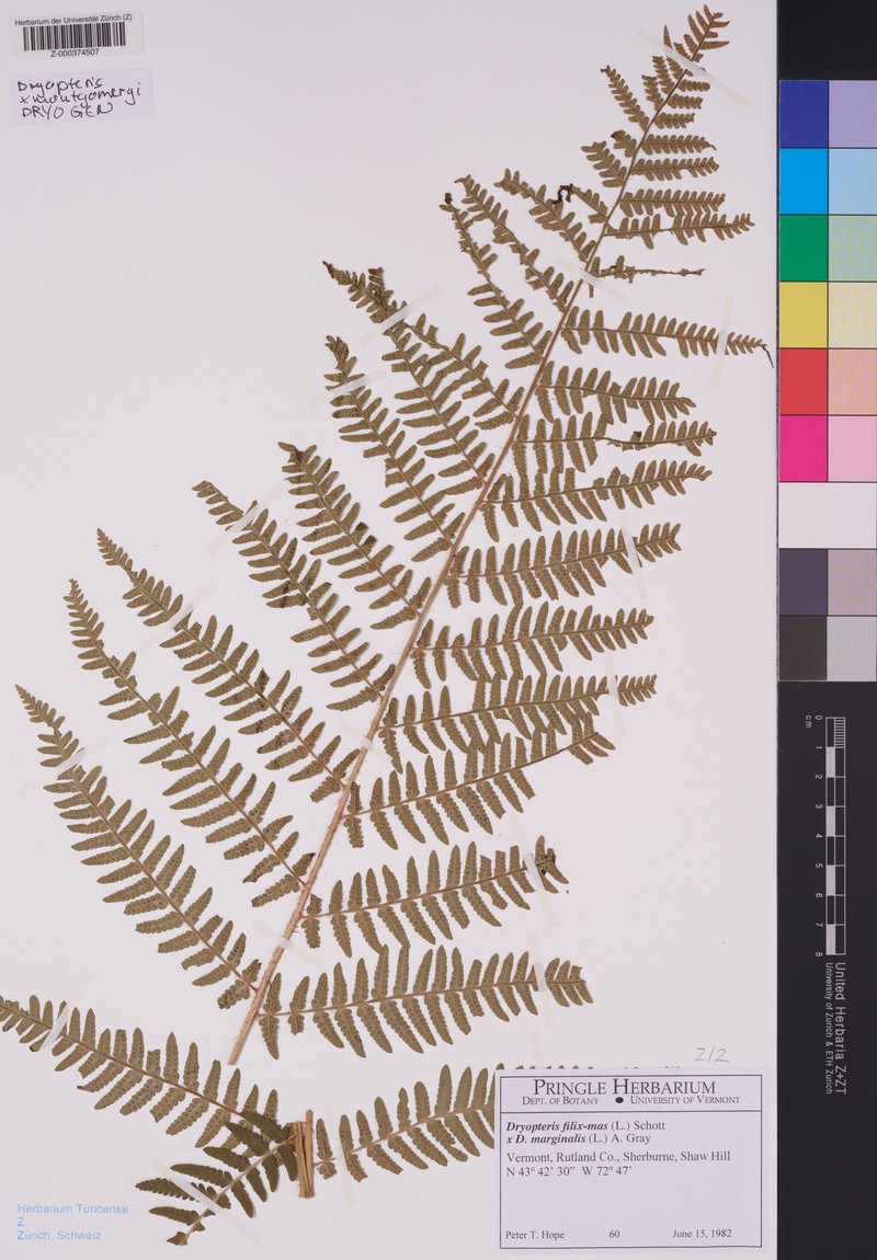 Dryopteris × montgomeryi photo 5