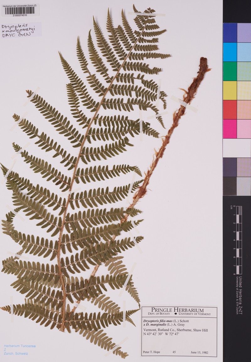 Dryopteris × montgomeryi photo 6