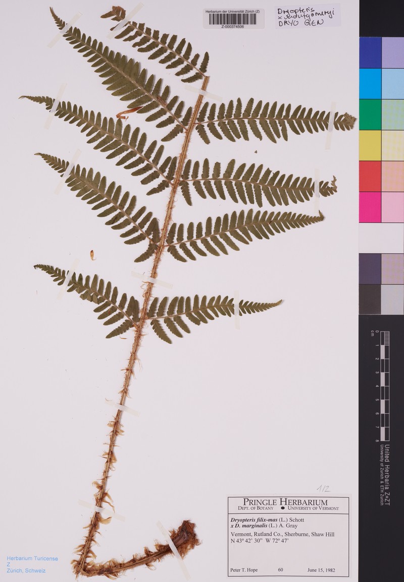 Dryopteris × montgomeryi photo 7