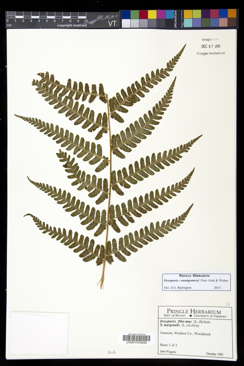 Dryopteris × montgomeryi photo 8