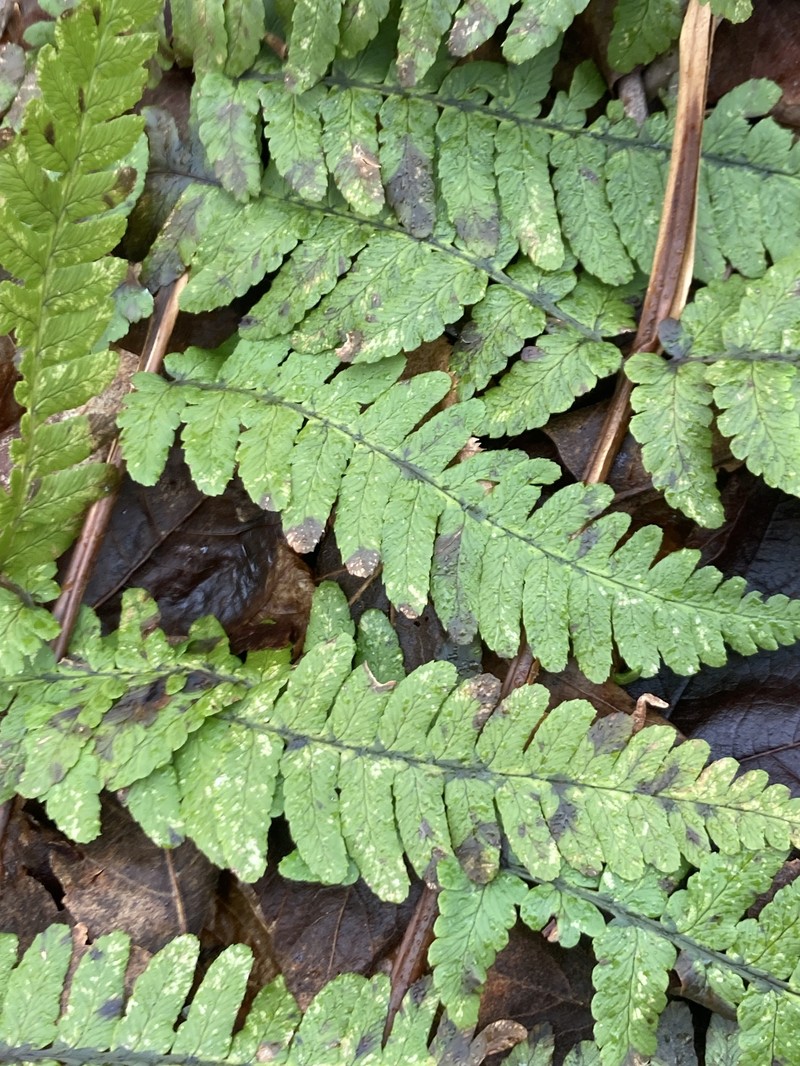 Woodfern