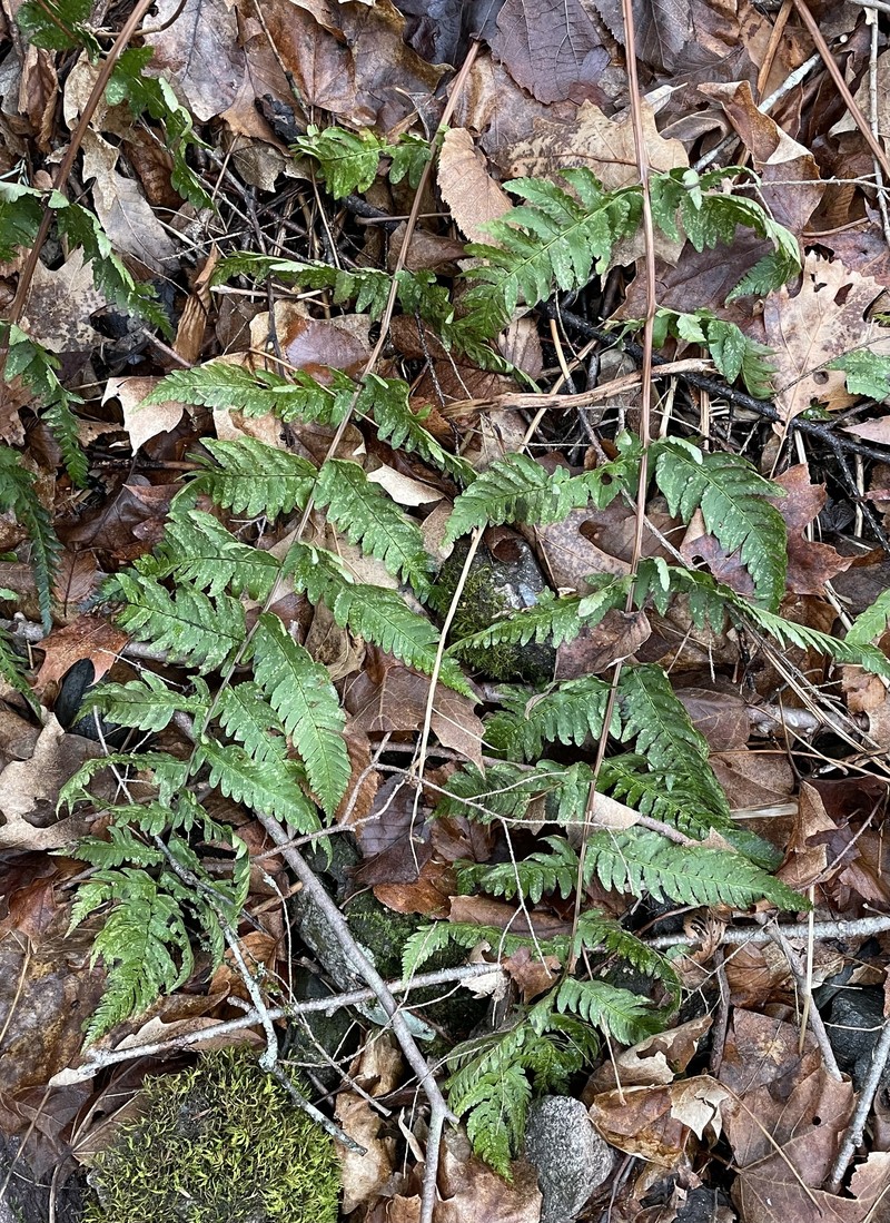 Woodfern photo 2