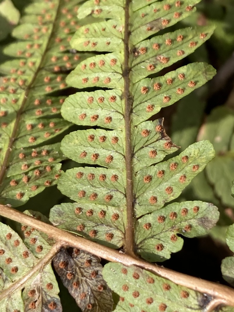 Woodfern photo 3
