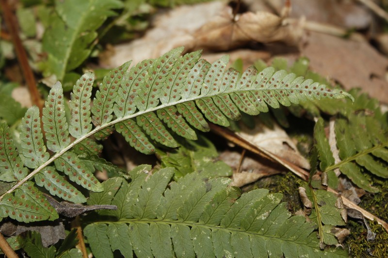Woodfern photo 4