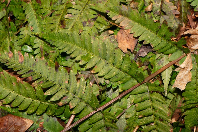 Woodfern photo 5