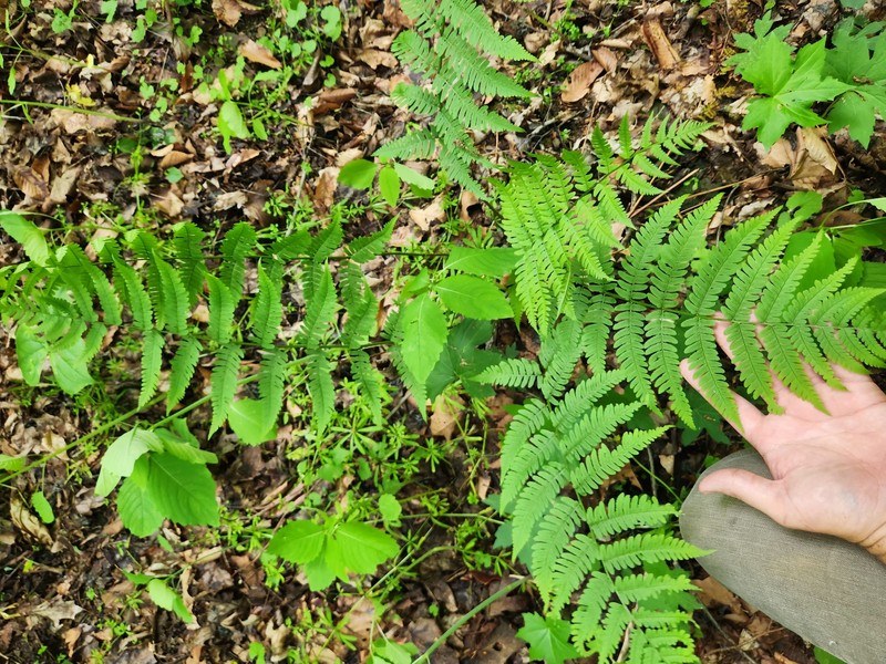 Woodfern photo 6