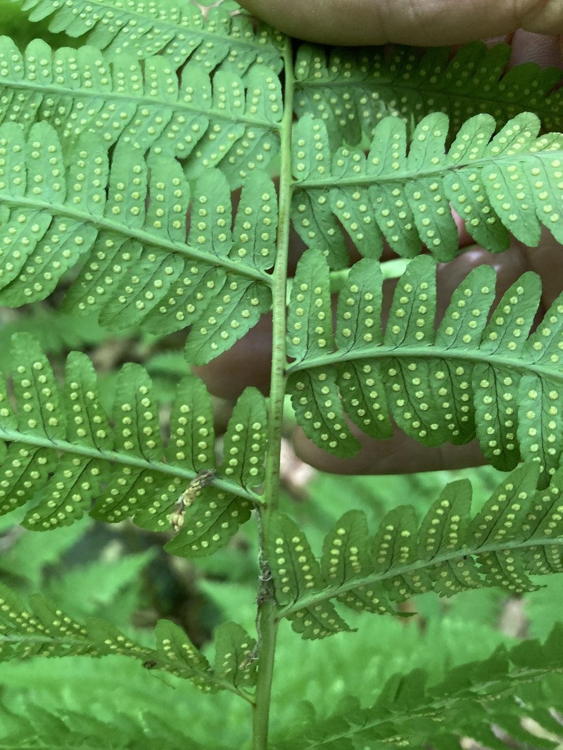 Woodfern photo 7