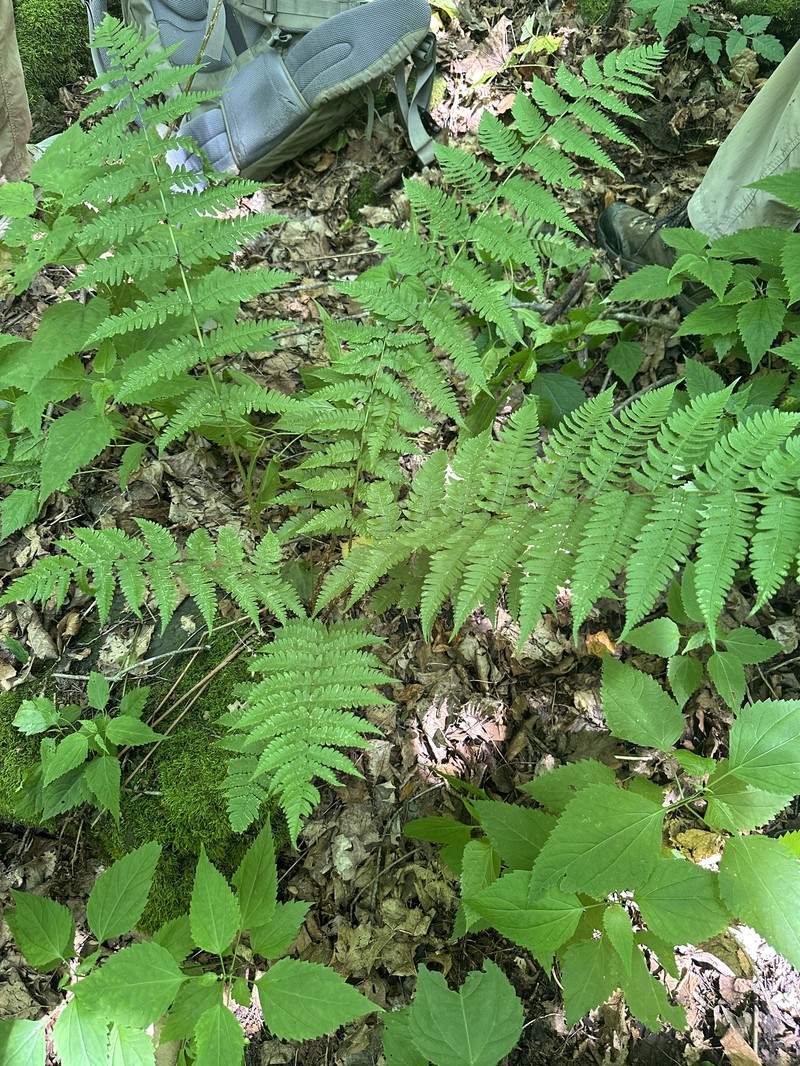 Woodfern photo 8