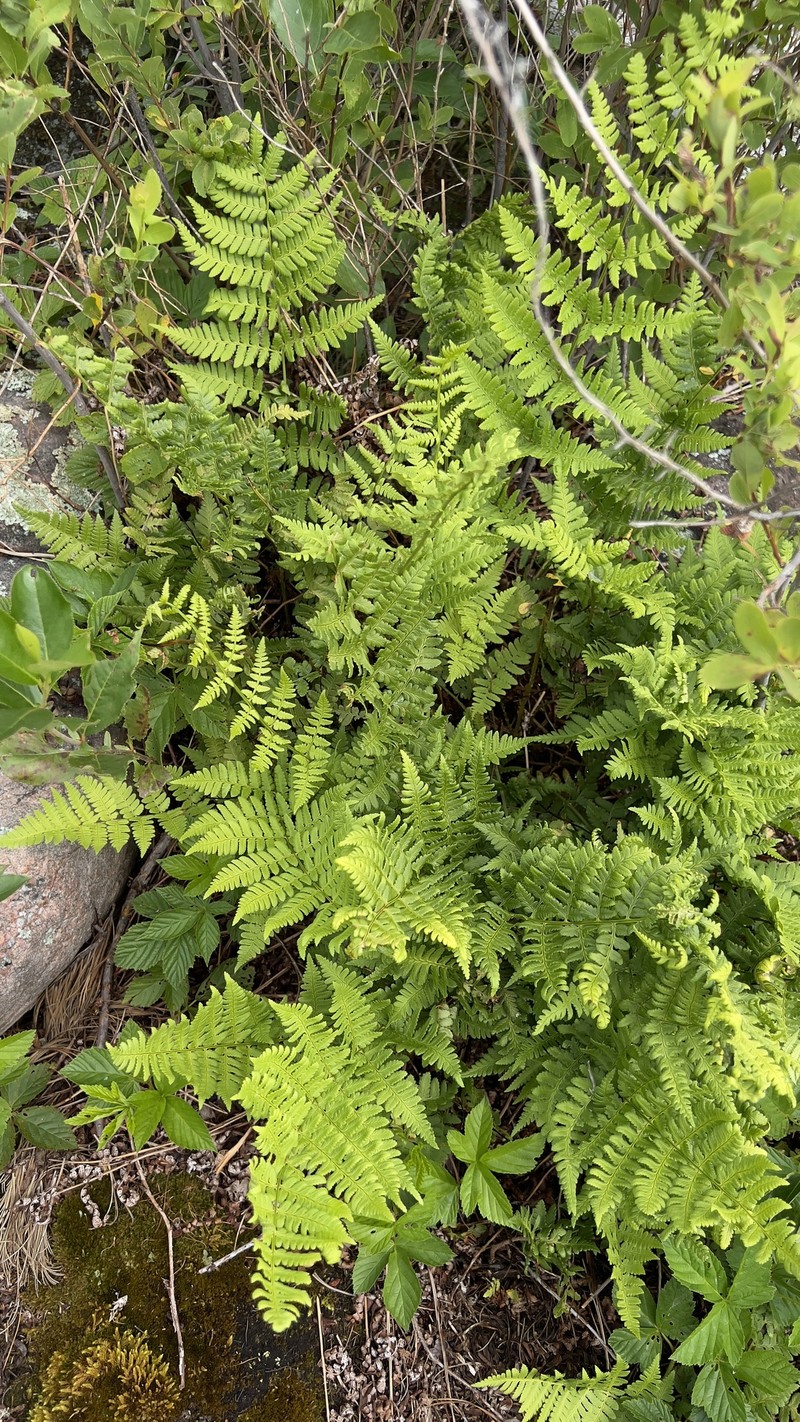 Pittsford Woodfern