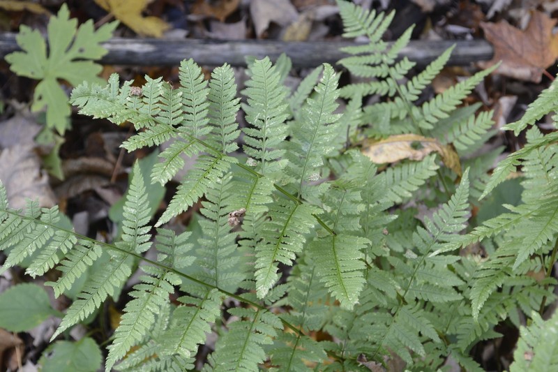 Pittsford Woodfern photo 2