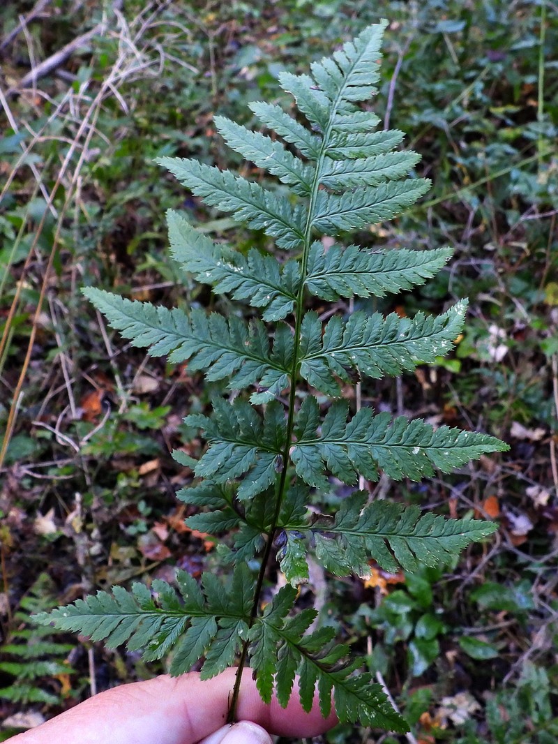 Pittsford Woodfern photo 3