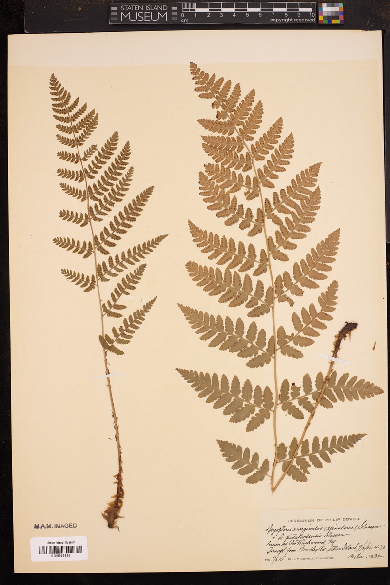 Pittsford Woodfern photo 4