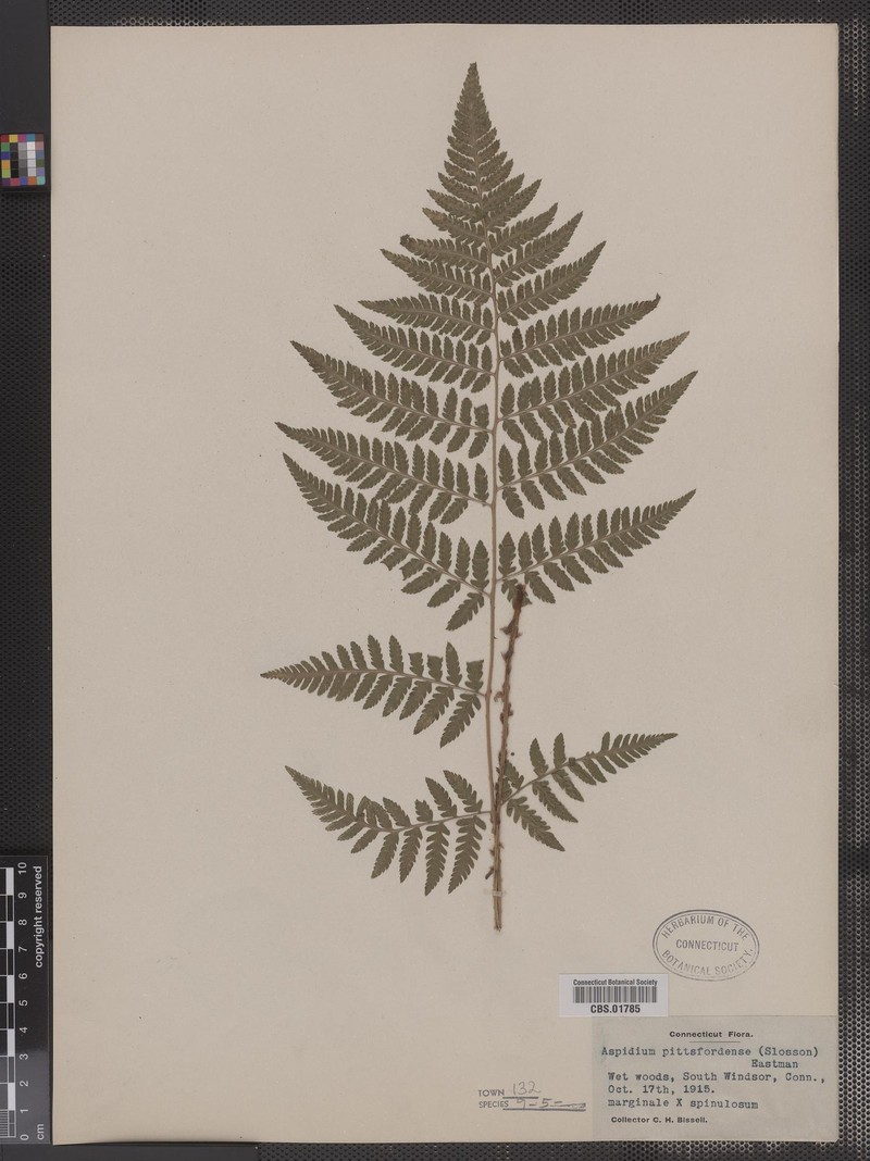 Pittsford Woodfern photo 5