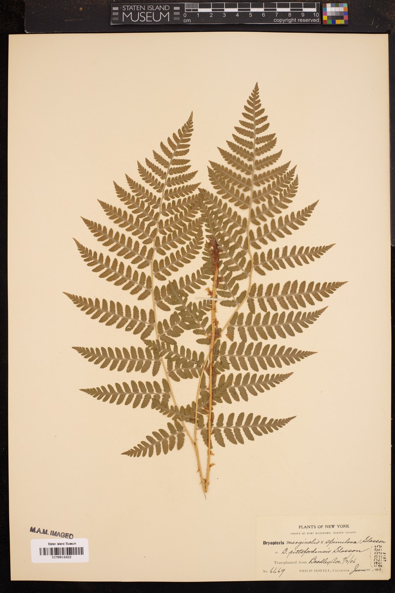 Pittsford Woodfern photo 6